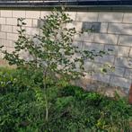 Zwarte Els ongeveer 2 meter hoog, Ophalen