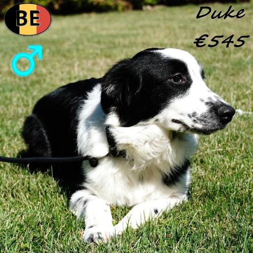 Duke & Dax - Australische Herders, Dieren en Toebehoren, Honden | Herdershonden en Veedrijvers, Reu, Overige rassen, Handelaar