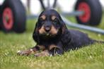 Engelse Cocker pups, Belgisch Fokker, Dieren en Toebehoren, Honden | Retrievers, Spaniëls en Waterhonden, België, CDV (hondenziekte)