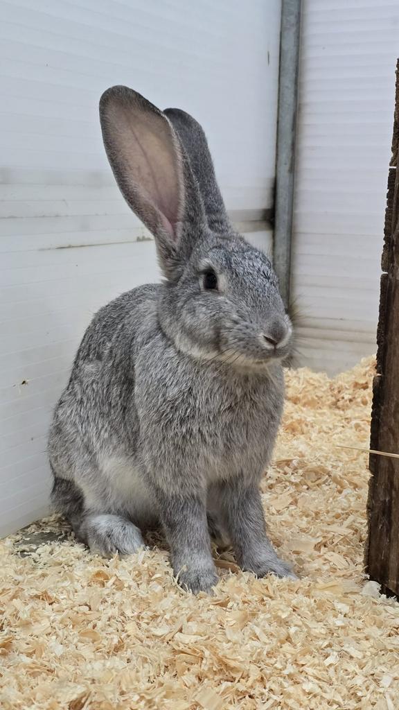 Zeer mooie Vlaamse reuzen, Dieren en Toebehoren, Konijnen, Groot, Meerdere dieren, 0 tot 2 jaar