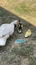 Barbarie eenden, Dieren en Toebehoren, Pluimvee