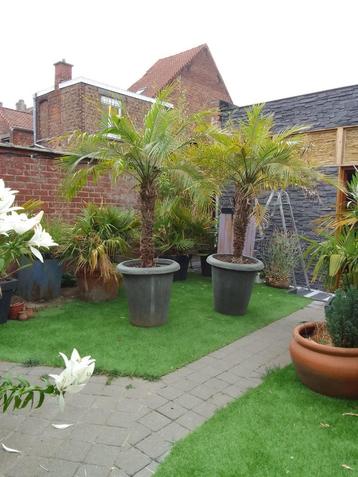Palmboom Phoenix Roebelinii, Halfschaduw, 100 tot 250 cm, Palmboom, Ophalen