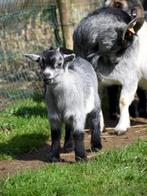 Dwerggeitje, Animaux & Accessoires, Moutons, Chèvres & Cochons, Mâle, Chèvre, 0 à 2 ans