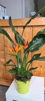 Kamerplant Strelitzia Reginae- Paradijsvogelbloem, Tuin en Terras, Ophalen