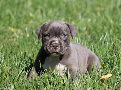 Amerikaanse Stafford pup, Dieren en Toebehoren, Honden | Jack Russells en Terriërs, Reu, American Staffordshire Terriër, Fokker | Professioneel