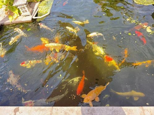 koi (Japanse), Dieren en Toebehoren, Vissen | Vijvervissen, Karper of Koi