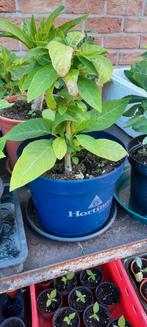 Datura, Jardin & Terrasse, Plein soleil, Autres espèces, Enlèvement ou Envoi, Bisannuelle