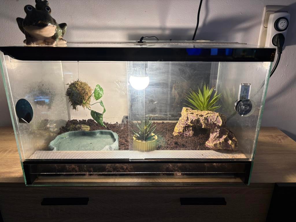 Terrarium et son occupant, Animaux & Accessoires, Enlèvement, Utilisé, Terrarium ou Paludarium