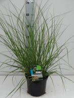 Pennisetum alopecuroides.promo van de kwekerij, Tuin en Terras, Ophalen, Volle zon, Vaste plant, Siergrassen