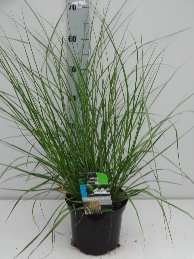Pennisetum alopecuroides.promo van de kwekerij, Jardin & Terrasse, Plantes | Jardin, Plante fixe, Graminées ornementales, Plein soleil