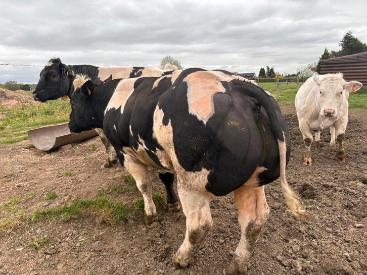 Dekstier, Dieren en Toebehoren, Runderen, Mannelijk, 0 tot 2 jaar