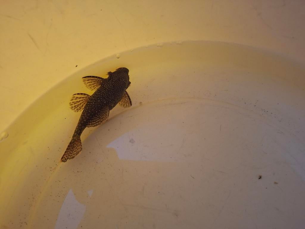 Ancitrus ruitenkuissers prijs overeen te komen eigen kweek