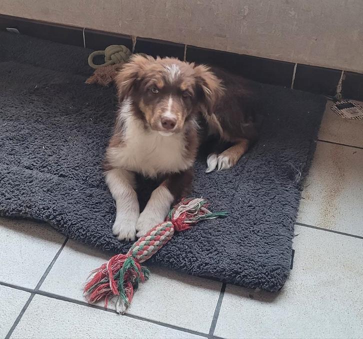 Border Collie pups reuke groeit op in huiselijke sfeer., Animaux & Accessoires, Chiens | Bergers & Bouviers, Chien (mâle), Colley