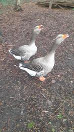 Ganzen, Sexe inconnu, Oie ou Cygne