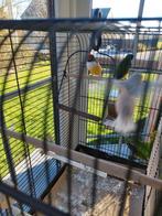 Gage rétro  zolux, Animaux & Accessoires, Enlèvement