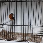 Kapoetsensijs x kanarie, Dieren en Toebehoren