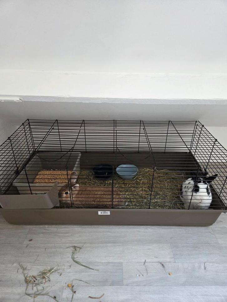 2 lapins (frère & sœur) + grande cage récente, Animaux & Accessoires, Rongeurs & Lapins | Cages & Clapiers, Cage, Enlèvement
