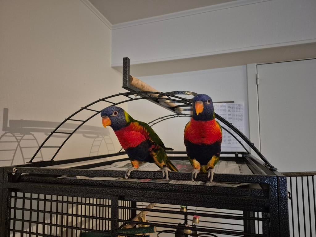 Lorie van de blauwe bergen