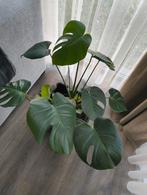 Kamerplant Monstera, Huis en Inrichting, Kamerplanten, Ophalen, Halfschaduw, In pot, Minder dan 100 cm