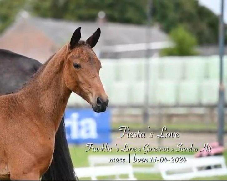 KOOPJE -  elite dressuurveulen te koop, Dieren en Toebehoren, Paarden, Merrie, Onbeleerd, 165 tot 170 cm, 0 tot 2 jaar, Dressuurpaard