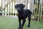Superbes chiots Black Labrador, parents testés, Animaux & Accessoires, Chienne, Belgique, Labrador retriever, Un chien