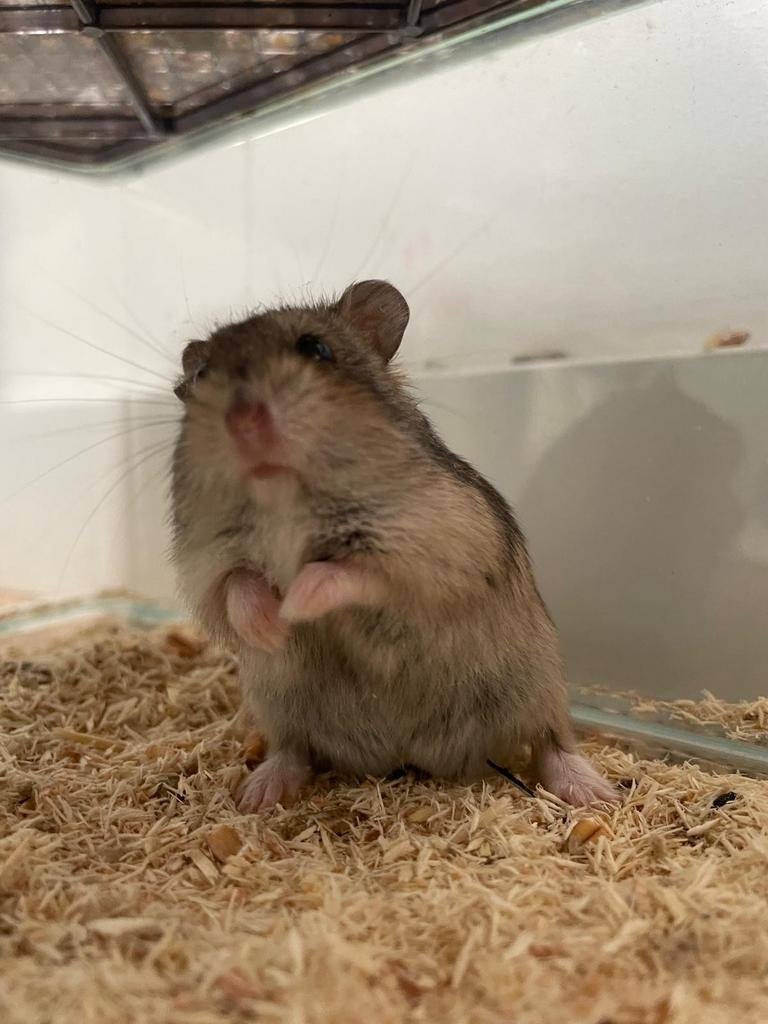 Hamstrer GRATIS  man, Dieren en Toebehoren, Knaagdieren, Maart