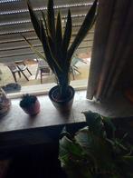 Sanseveria of vrouwentongen 4 stuks goede staat, Enlèvement