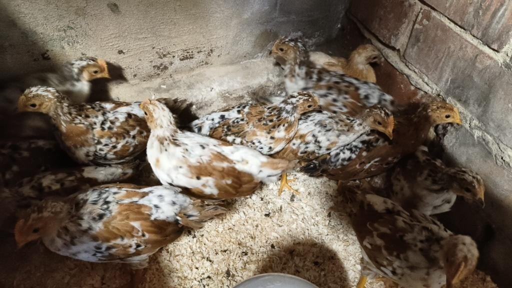 Jonge legkippen, Dieren en Toebehoren, Pluimvee, Meerdere dieren, Kip