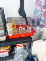 russche mannetje beige, Oktober, Tam