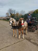 2 span pony's, Dieren en Toebehoren, Met stamboom, Ruin, Niet van toepassing, 7 tot 10 jaar