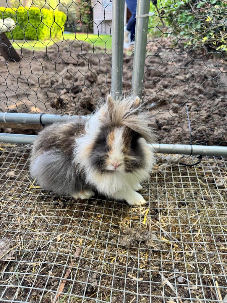 Dwergkonijntjes, Dieren en Toebehoren, Meerdere dieren, Dwerg, 0 tot 2 jaar