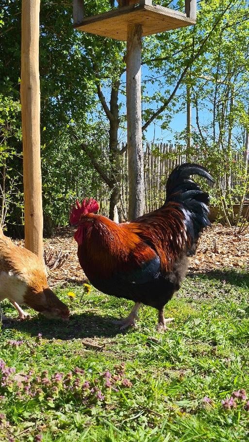 Marans haan te koop, Dieren en Toebehoren, Pluimvee, Kip, Mannelijk