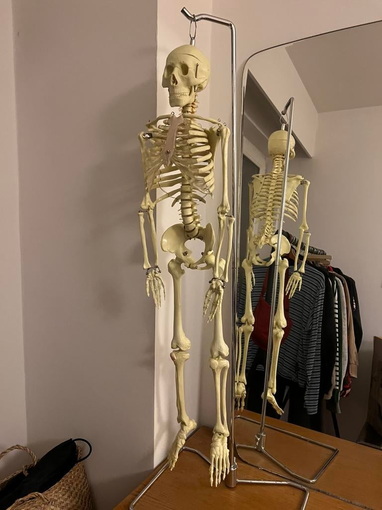 Anatomisch skelet met houder, Ophalen, Zo goed als nieuw