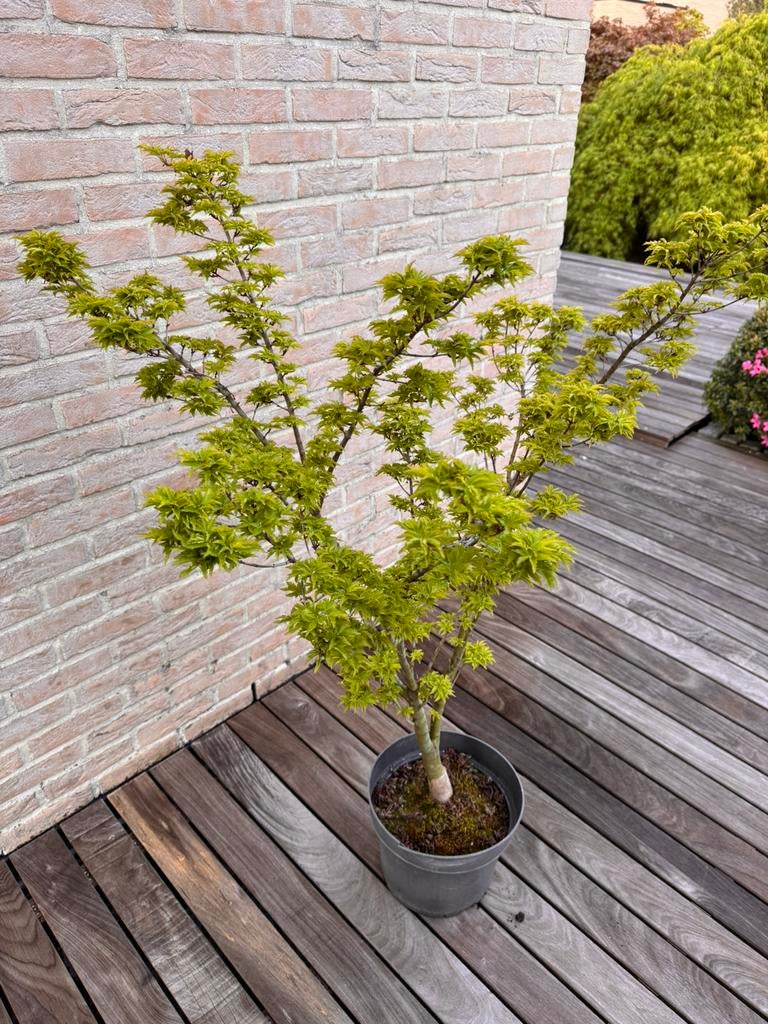 Japanse Esdoorn   Acer Palmatum “Shishigashira”, Halfschaduw, Overige soorten, Lente, 100 tot 250 cm