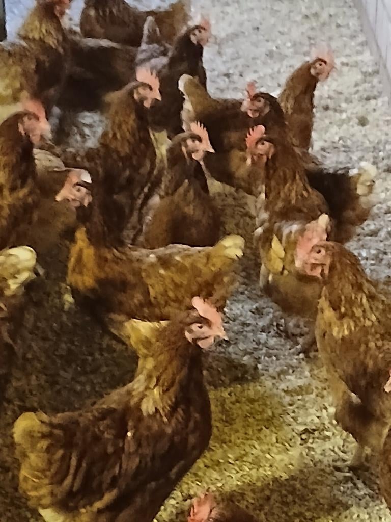 kippen uit mobiele kippenkar. 2e leven, Dieren en Toebehoren, Pluimvee