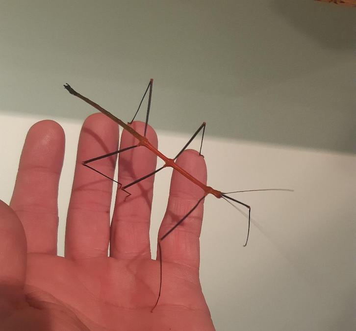 Eitjes wandelende tak (Lonchodiodes ilocos), Animaux & Accessoires, Insectes & Araignées, Phasme