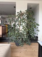 Beau ficus de 25 ans dans un nouveau pot, en rouleau, 60 eur, Ficus, En pot, Enlèvement, 200 cm ou plus