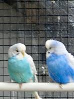 Bewezen kweekkoppel grasparkieten