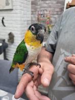 Tamme zwartkop chique