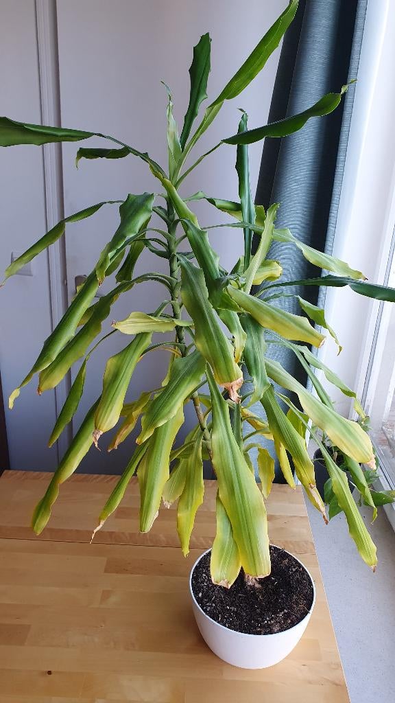 huisplanten - 2 house plants in pots, Huis en Inrichting, Overige Huis en Inrichting, Zo goed als nieuw, Ophalen