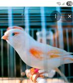 CHERCHE ...     Canari femelle, Animaux & Accessoires, Femelle