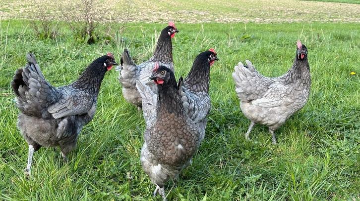 bleu de landes legkippen, Dieren en Toebehoren, Pluimvee