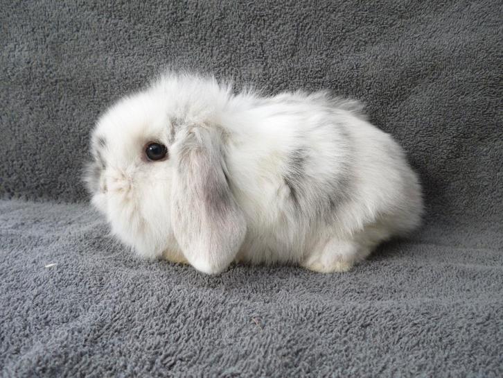 5 schattige zindelijke Nederlandse dwerghangoortjes, Animaux & Accessoires, Lapins, Petit, Plusieurs animaux, 0 à 2 ans, Oreilles tombantes