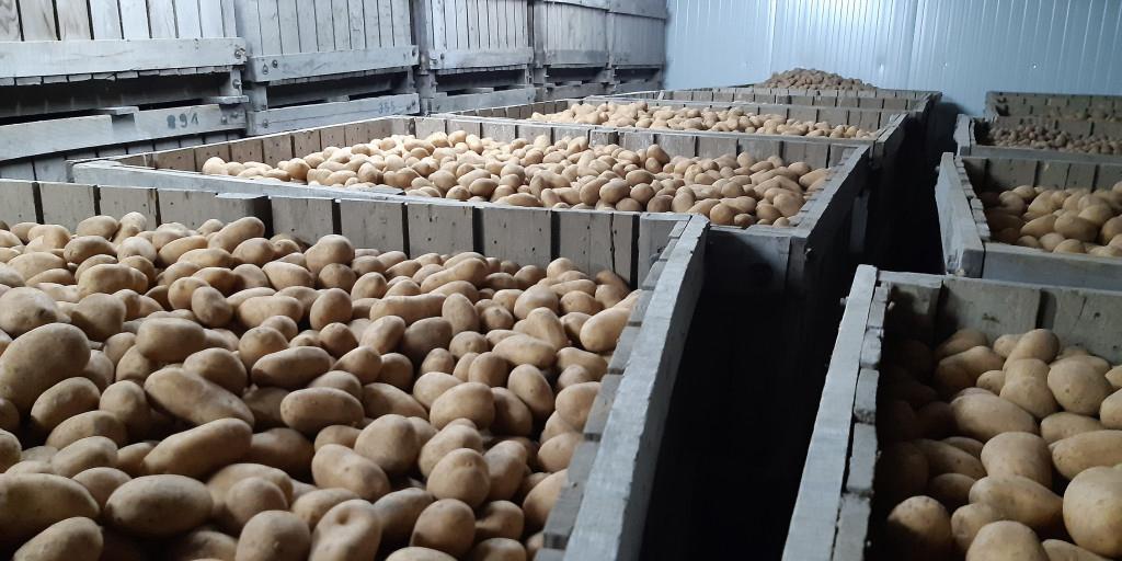 Aardappel planters Amora te koop, Ophalen