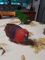 edel papegaai, Dieren en Toebehoren, Vrouwelijk, Papegaai, Geringd