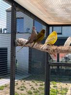 Diamantduiven te koop