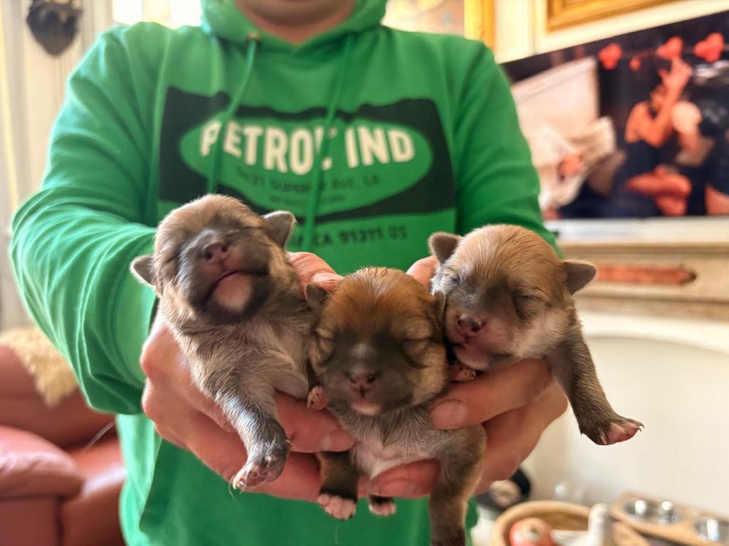 Schattige pups tekoop - kruising keeshond en dwergpomeriaan, Dieren en Toebehoren, Honden | Teckels en Dashonden, Meerdere dieren