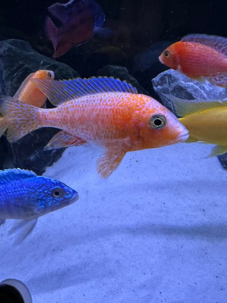 Aulonocara Firefish – 10 cm – Très bonne santé, Animaux & Accessoires, Poisson