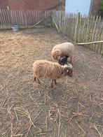 Ouessant, Dieren en Toebehoren, Schapen, Geiten en Varkens, Vrouwelijk, Schaap, 3 tot 5 jaar