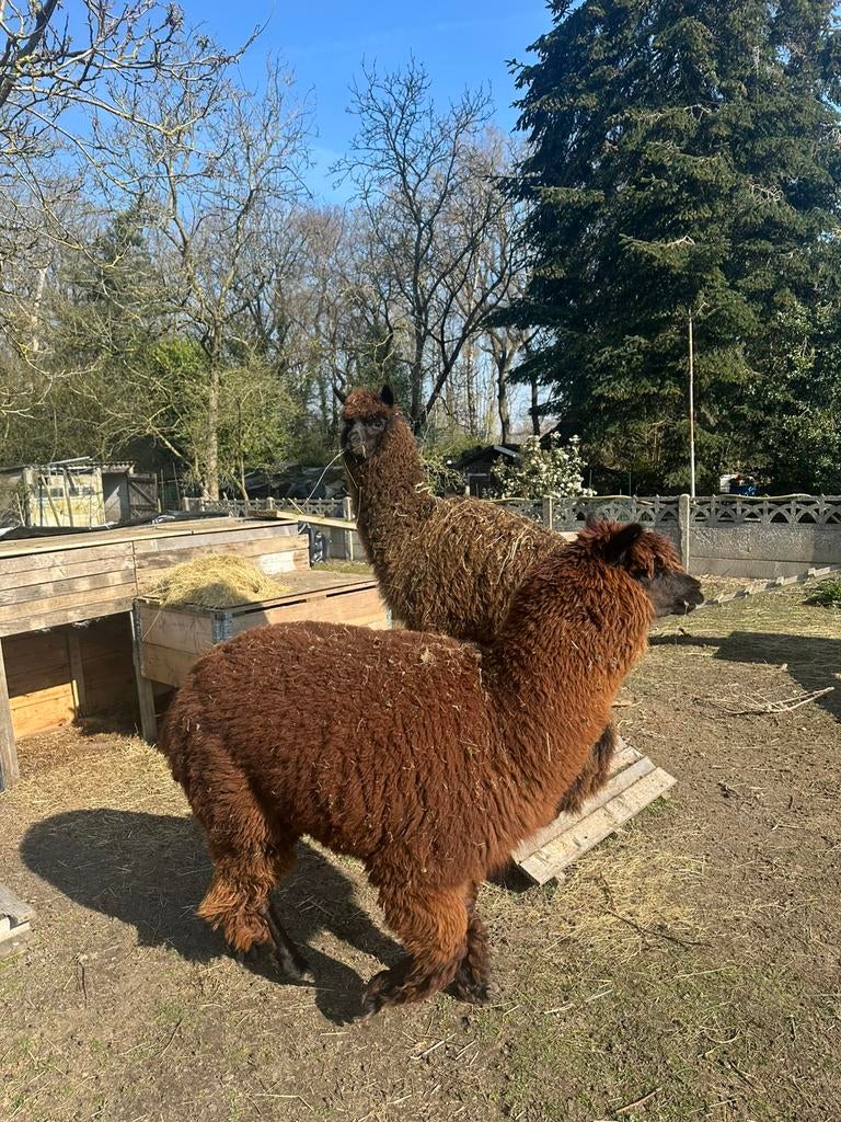 Alpaca, September, Mannelijk